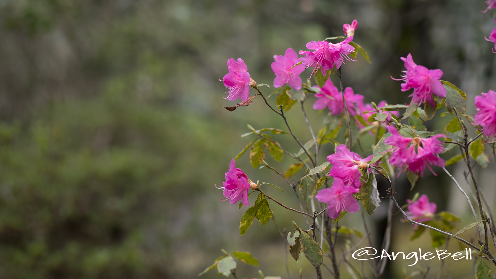 ヒラドツツジ 平戸躑躅 Flower Photo3