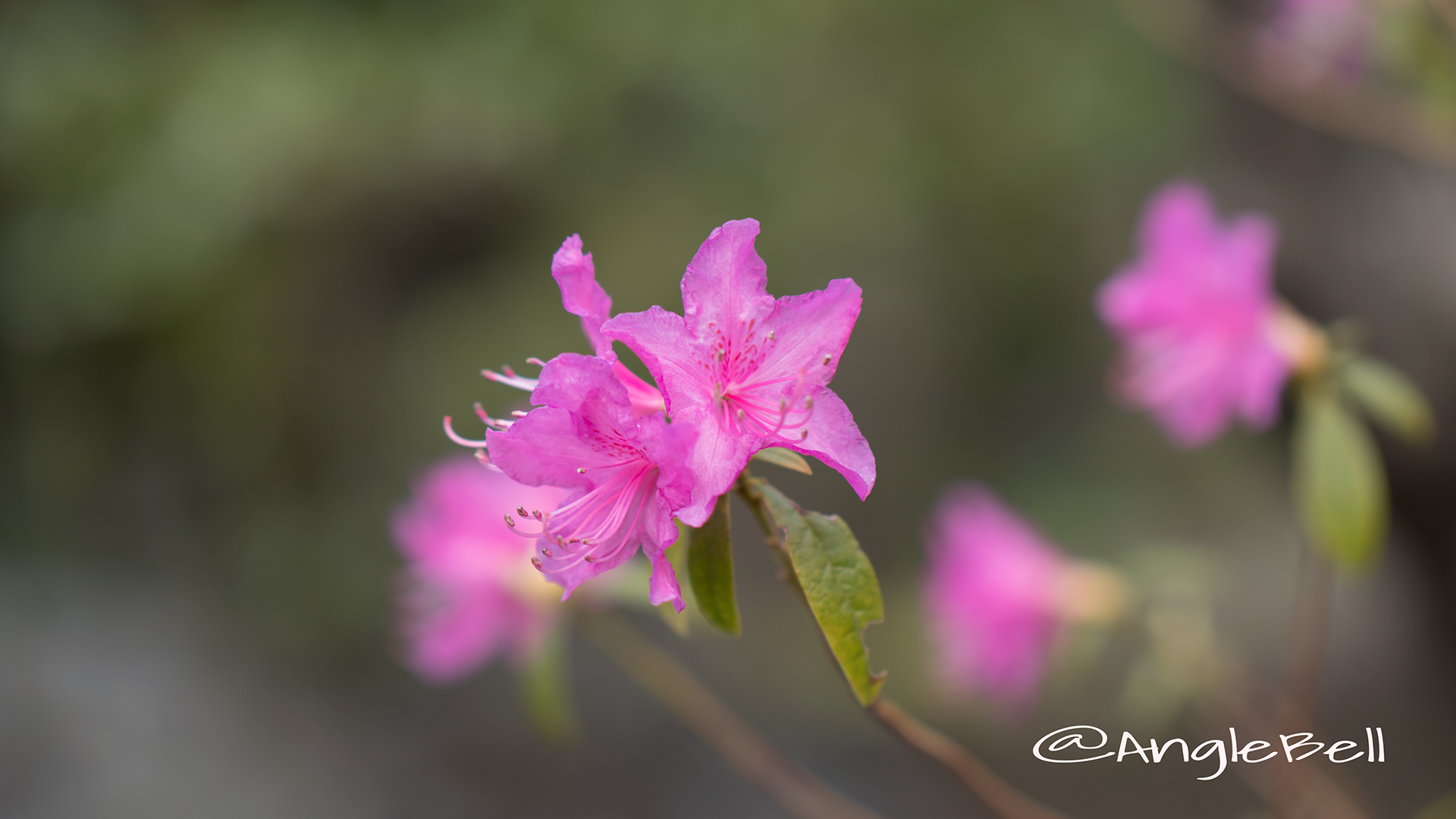 ヒラドツツジ 平戸躑躅 Flower Photo4