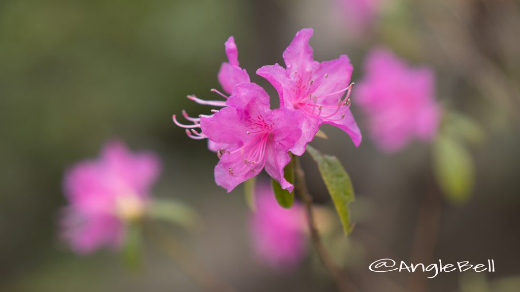 ヒラドツツジ 平戸躑躅 Flower Photo1