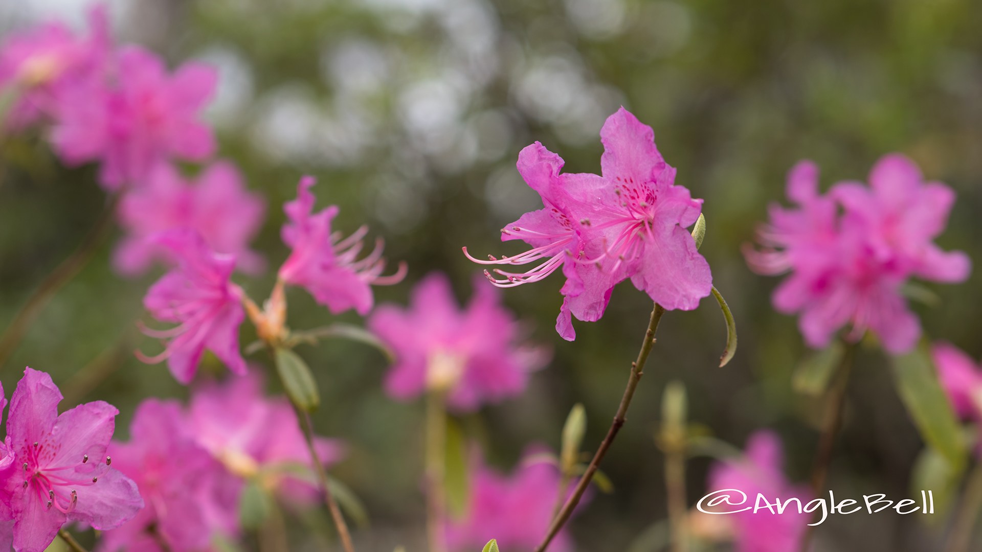 ヒラドツツジ 平戸躑躅 Flower Photo2