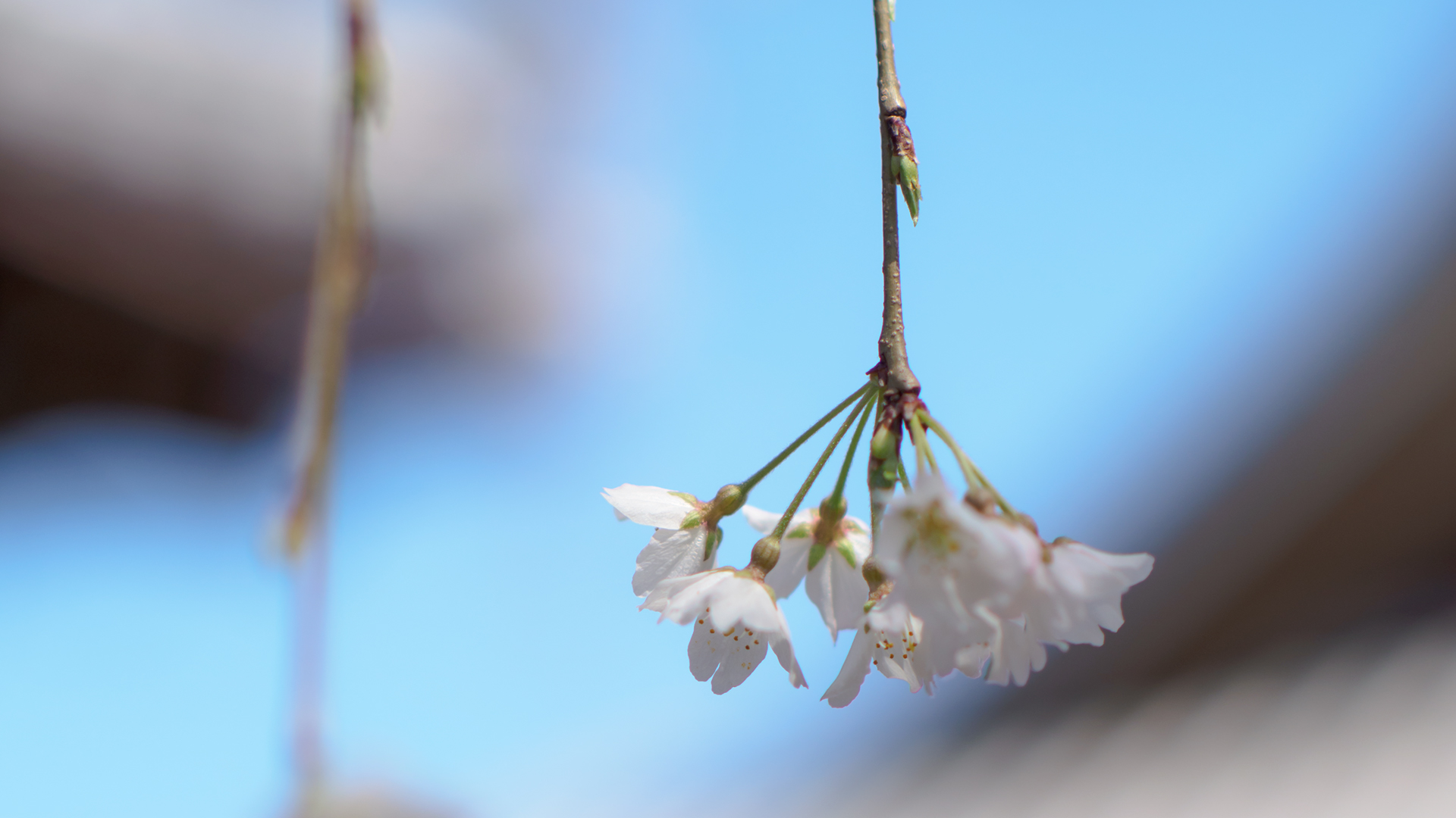 サクラ 桜 Flower Photo3