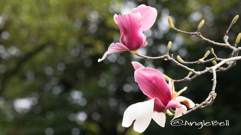 シモクレン 紫木蓮 Flower Photo1
