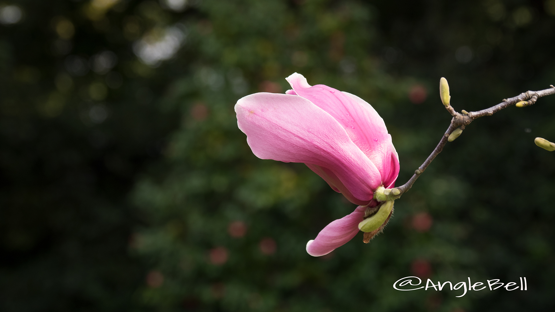 シモクレン 紫木蓮 Flower Photo2