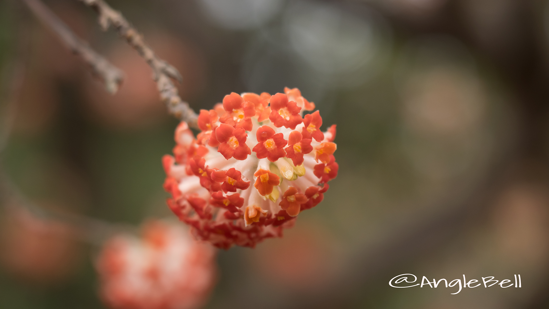 アカバナミツマタ 赤花三椏 Flower Photo4