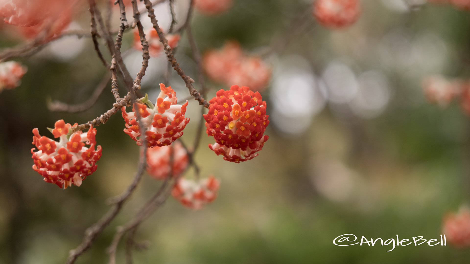 アカバナミツマタ 赤花三椏 Flower Photo5