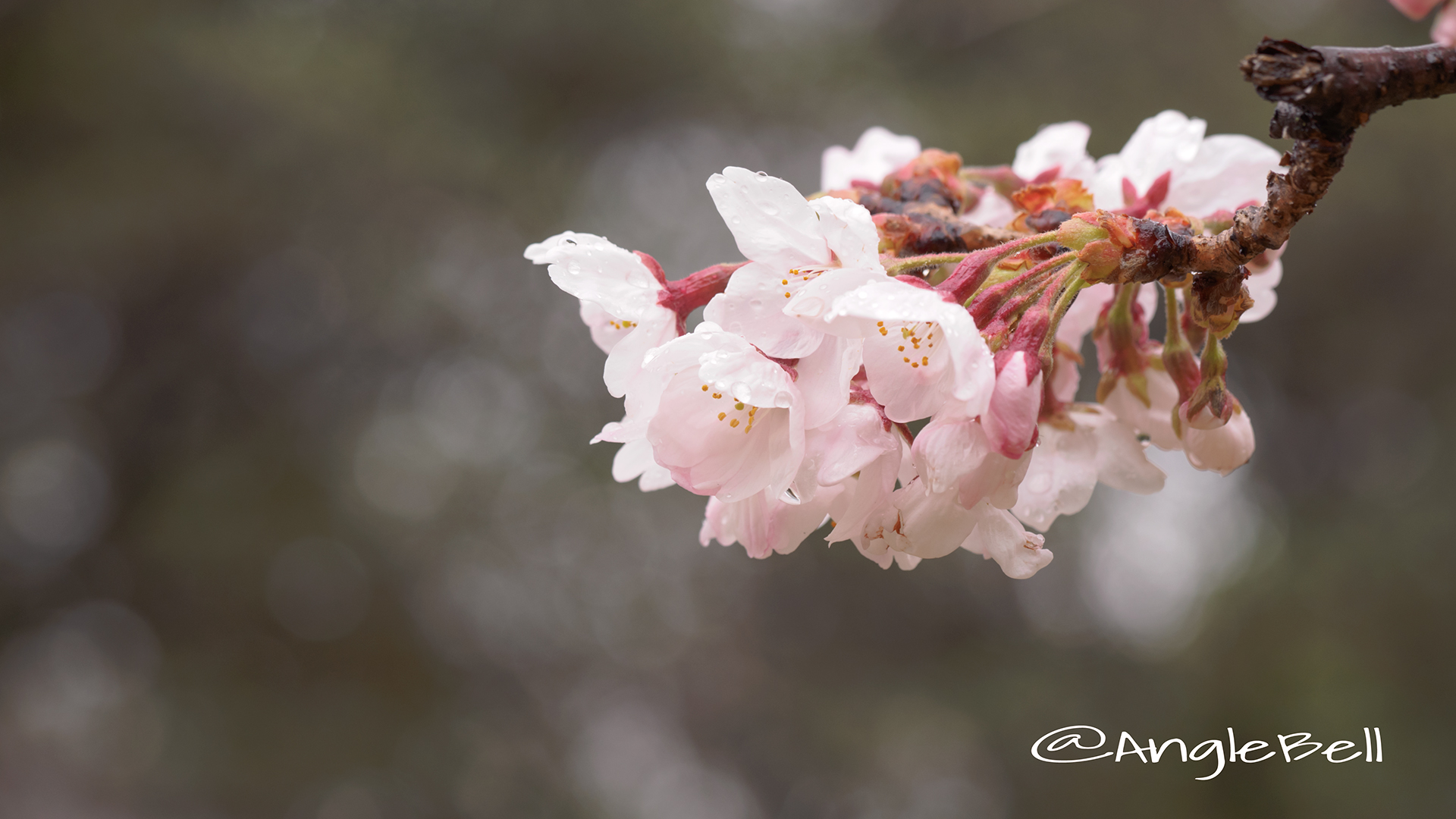 サクラ 桜 Flower Photo4