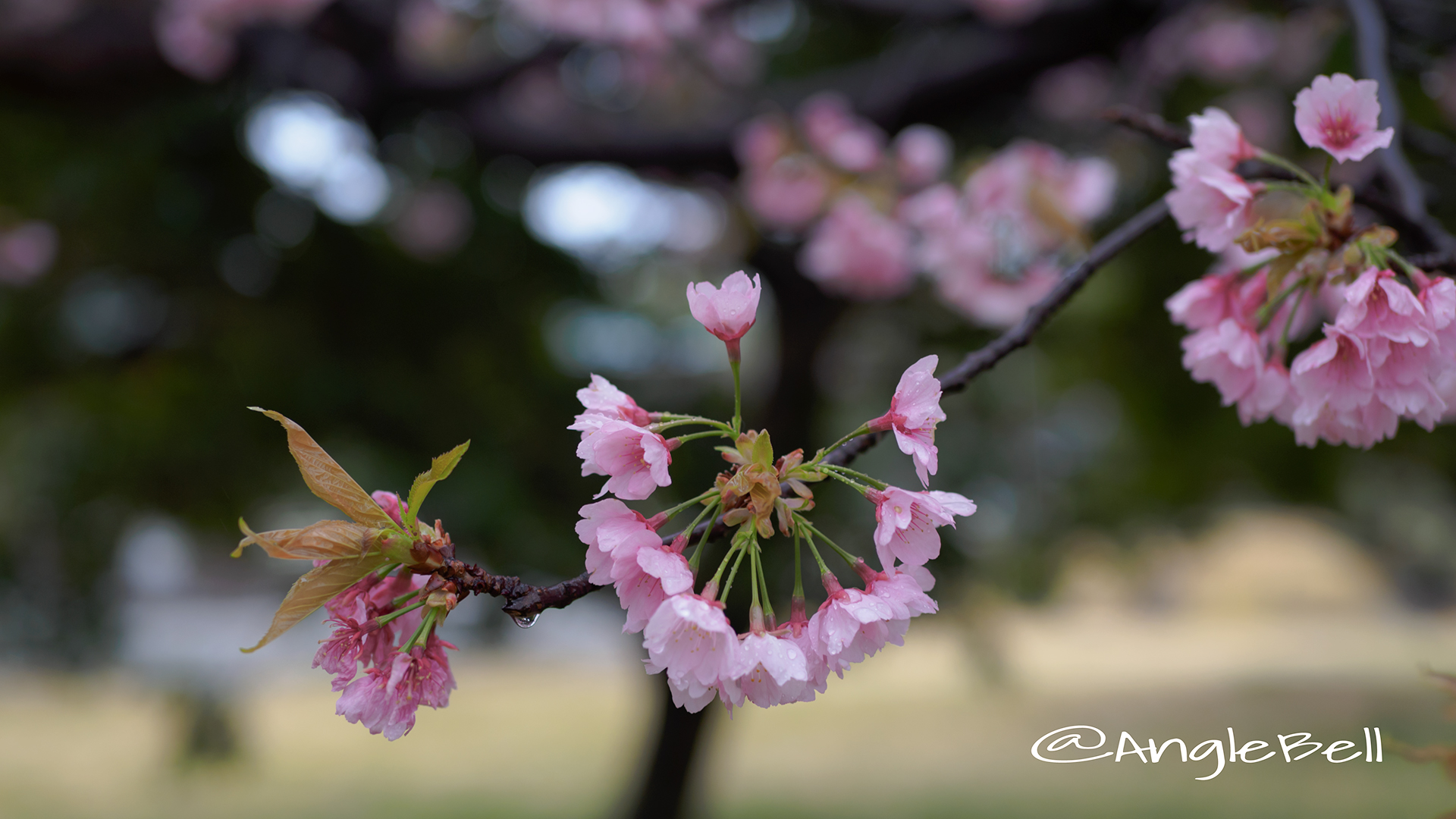 サクラ 桜 Flower Photo5