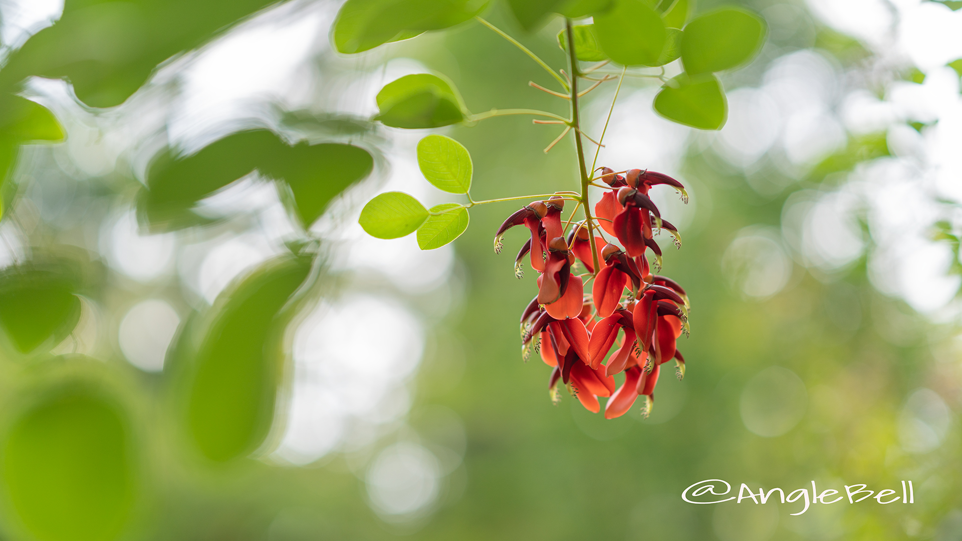 アメリカディゴ Flower Photo5