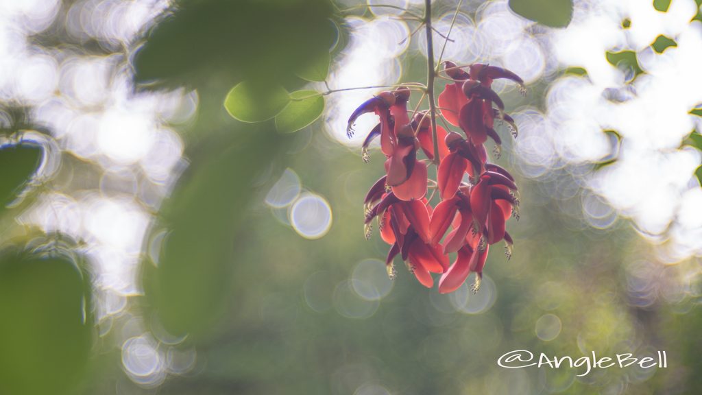 アメリカディゴ Flower Photo6