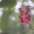 アメリカディゴ Flower Photo6
