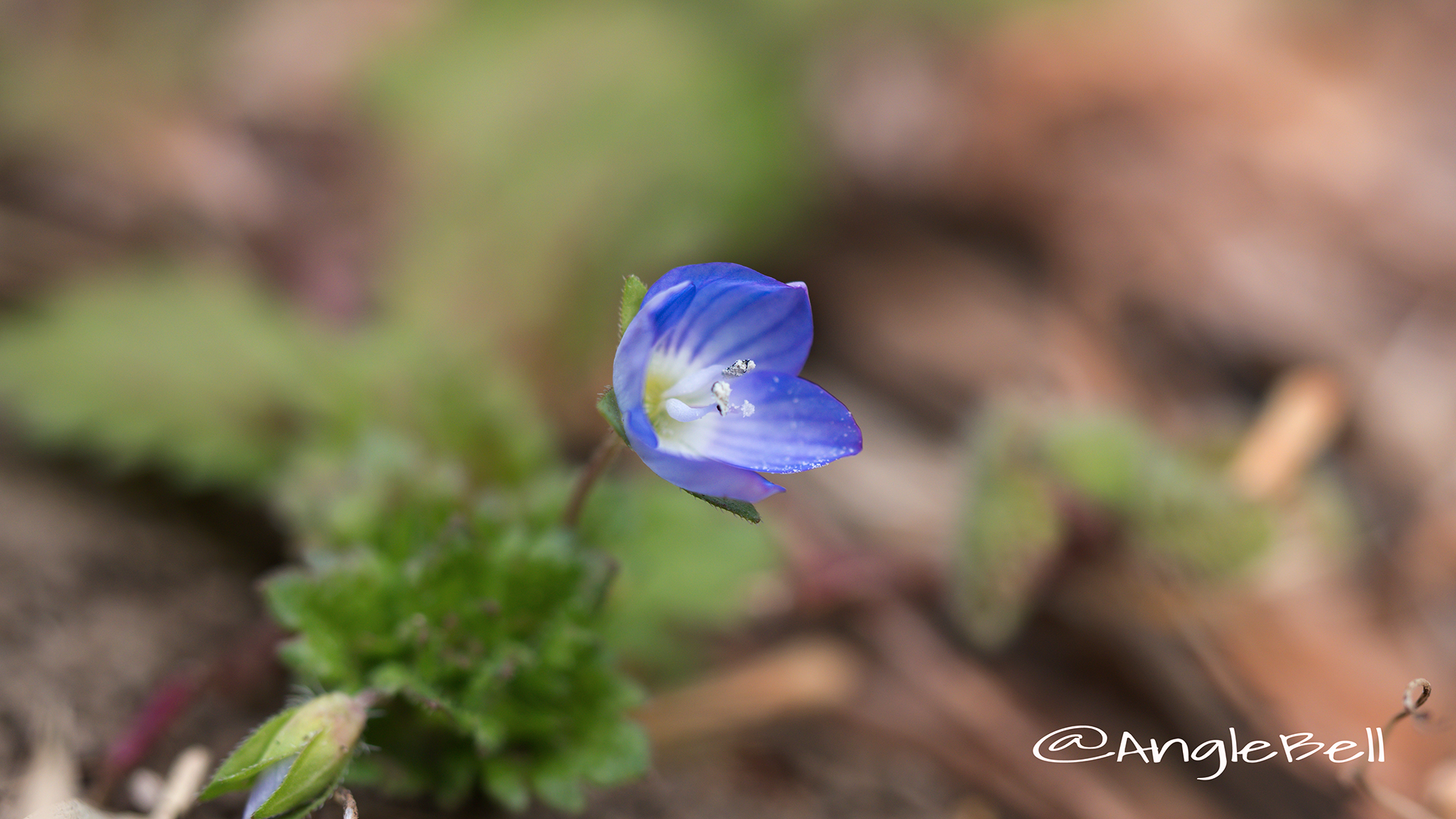 オオイヌノフグリ Flower Photo3