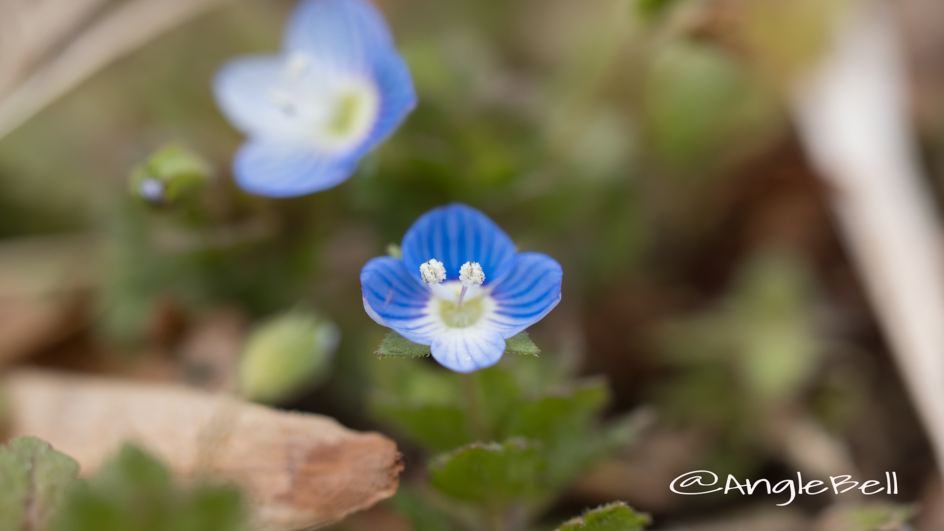 オオイヌノフグリ Flower Photo2