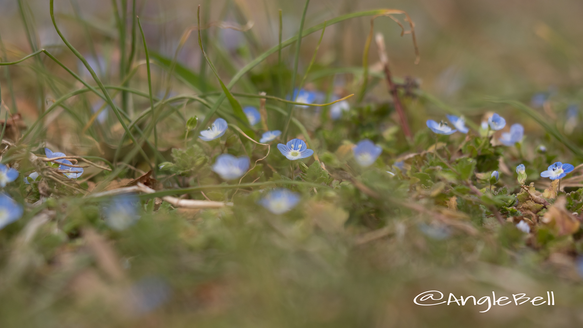 オオイヌノフグリ Flower Photo4