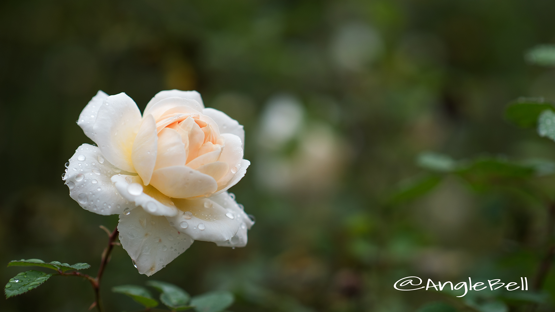 クロッカス ローズ (バラ) Flower Photo3