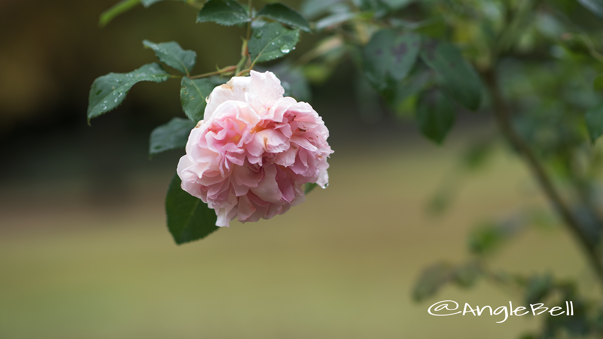 エマニュエル (バラ) Flower Photo2