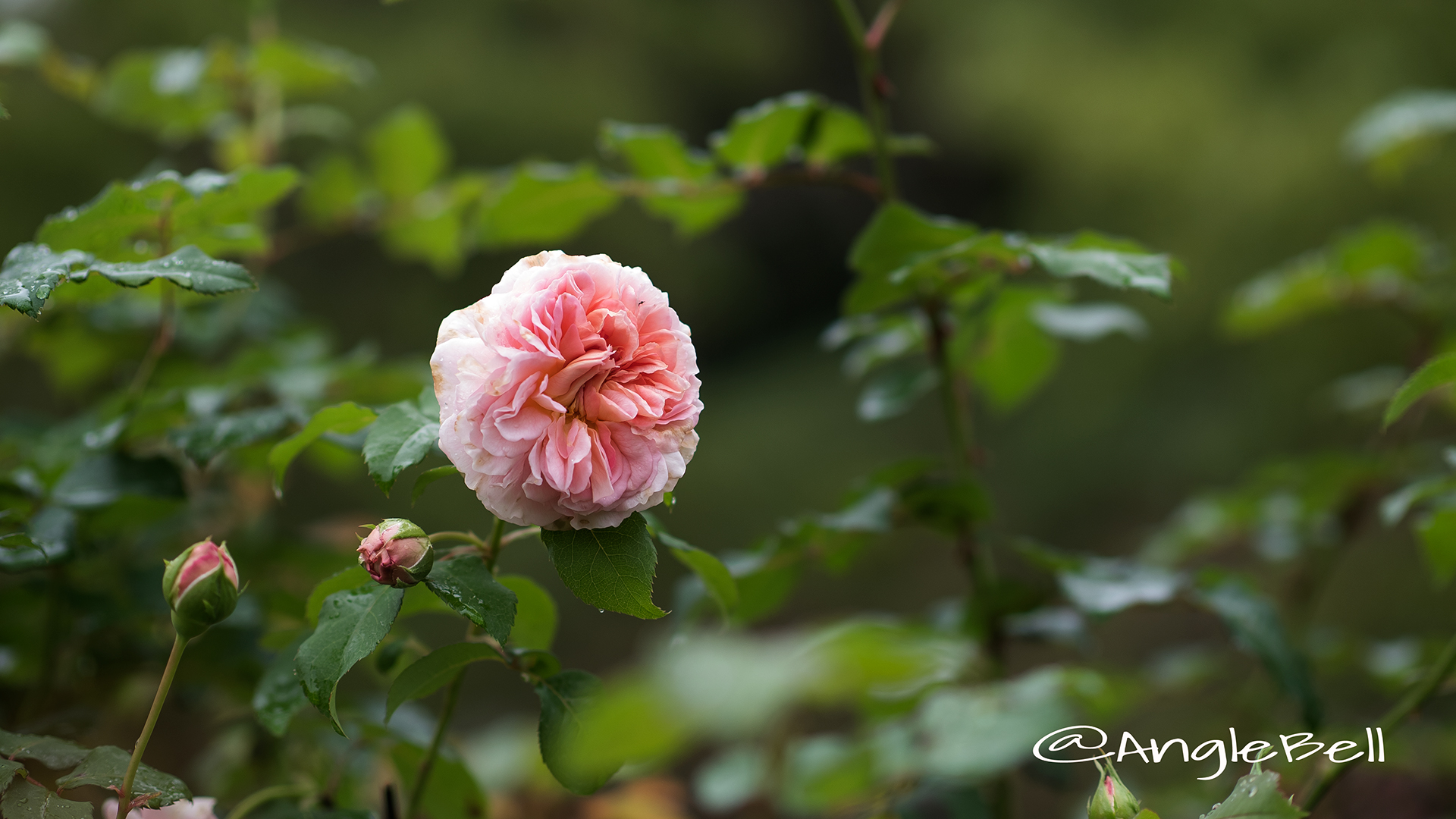 エマニュエル (バラ) Flower Photo3