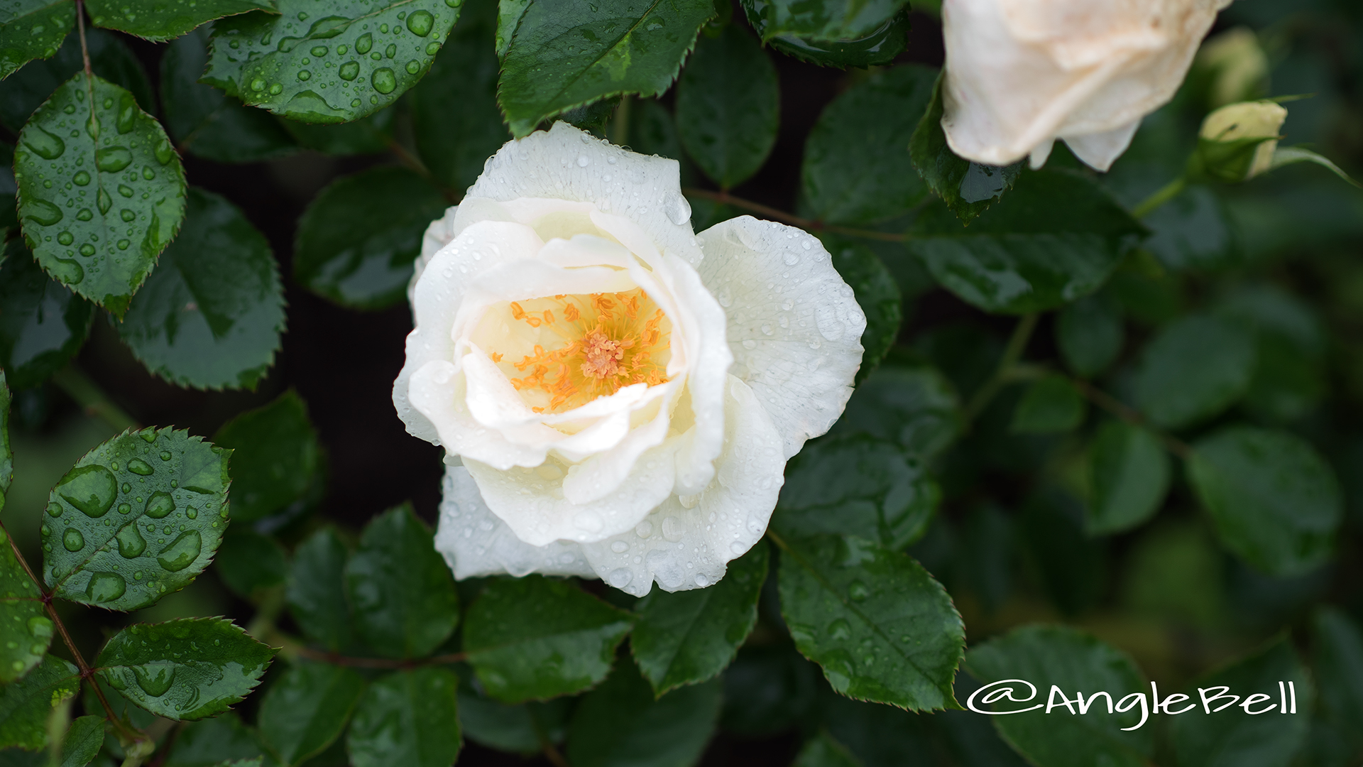 ホワイト マジック (バラ) Flower Photo3