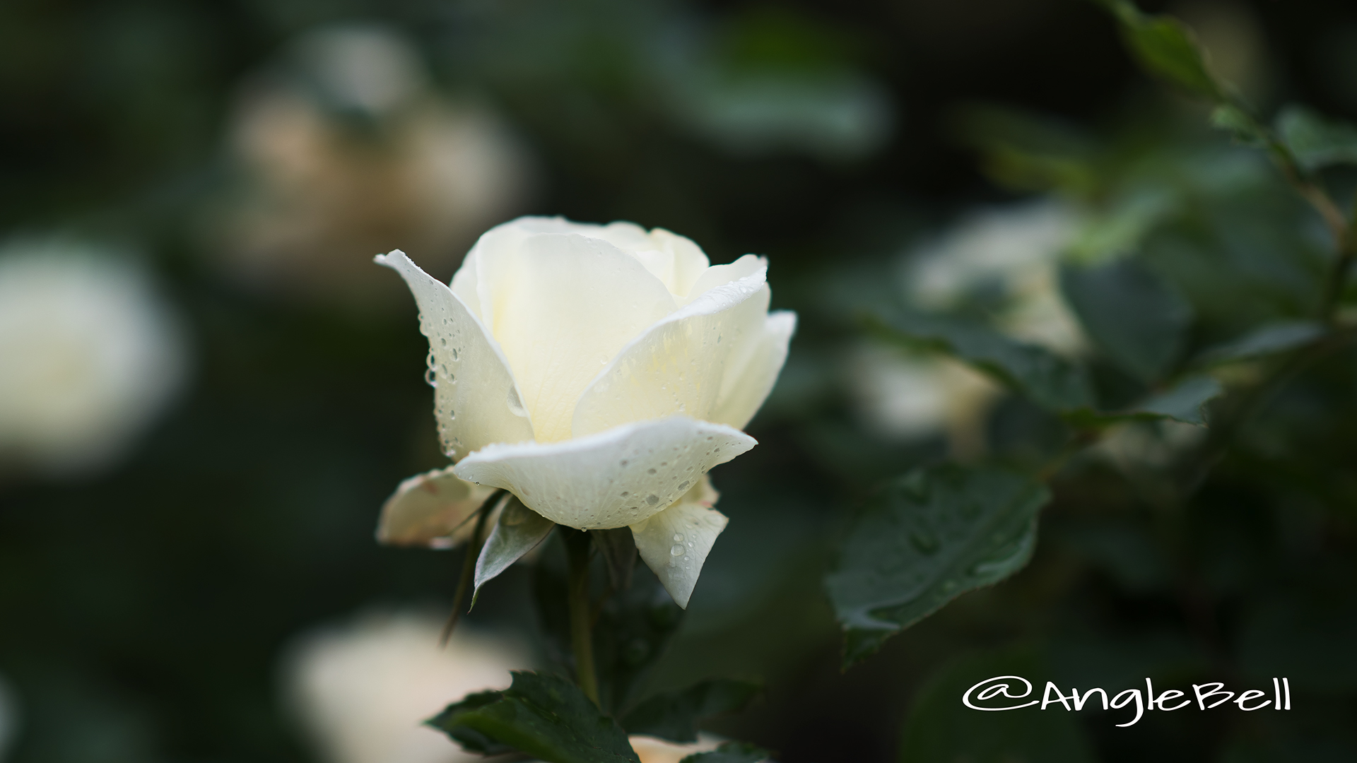 ホワイト マジック (バラ) Flower Photo4