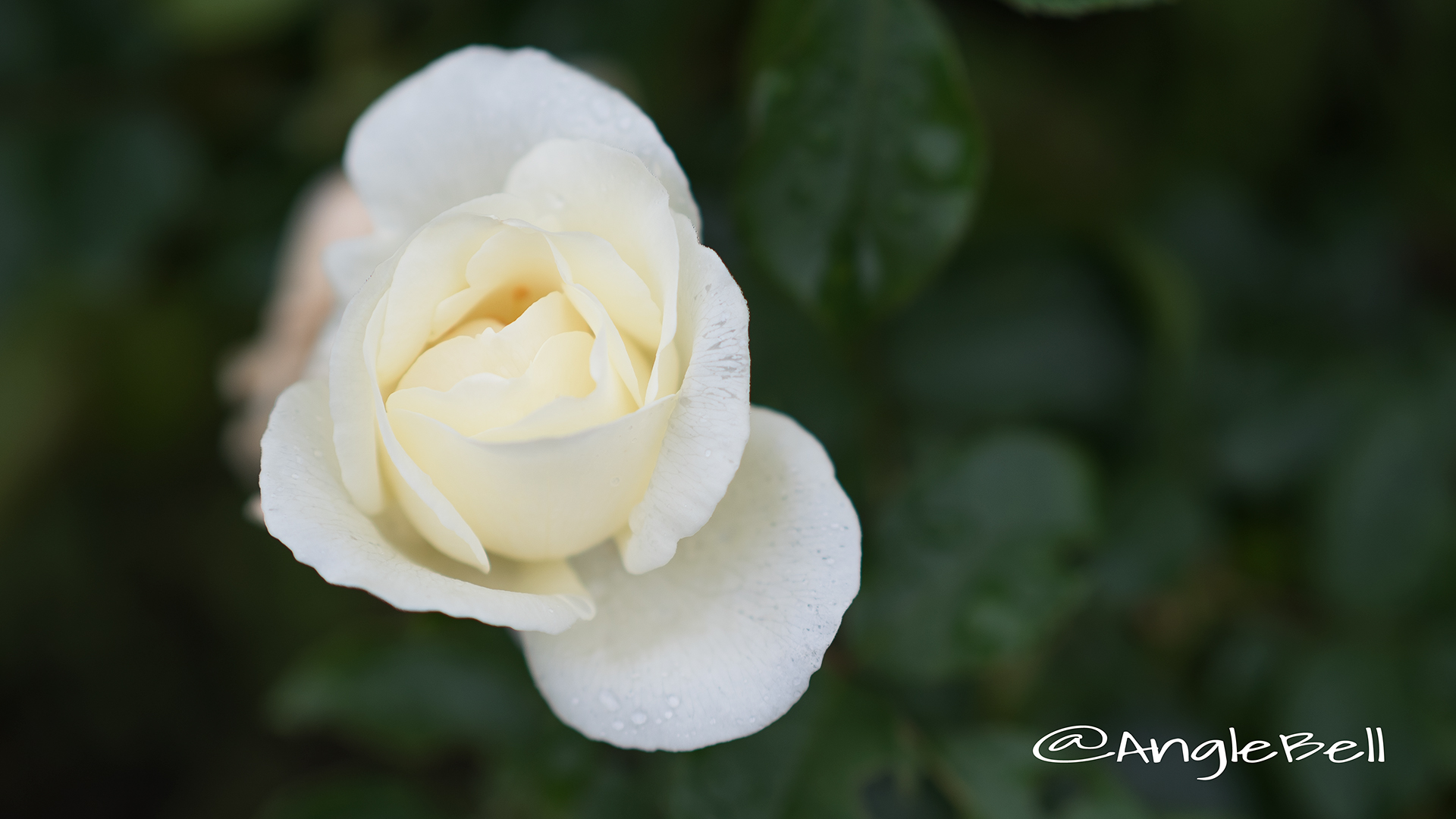 ホワイト マジック (バラ) Flower Photo5