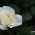 ホワイト マジック (バラ) Flower Photo1