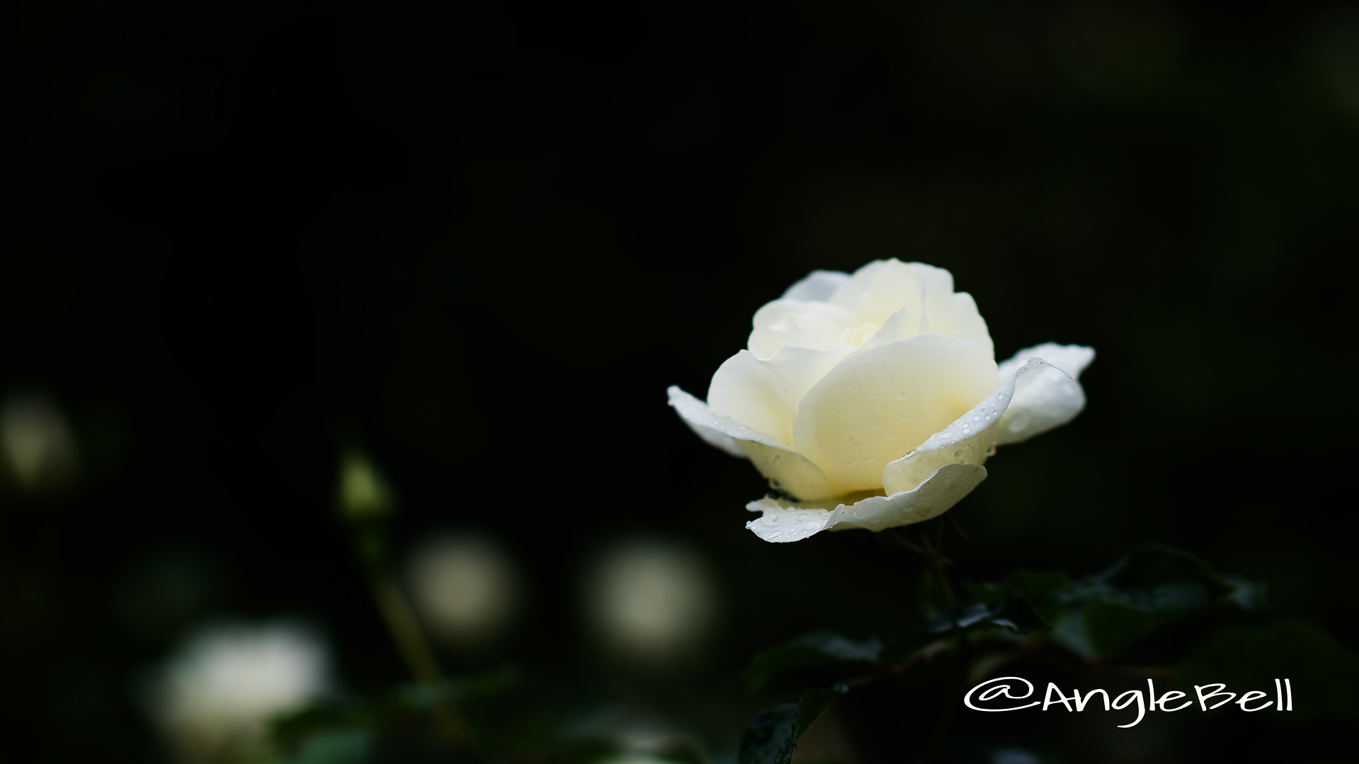 ホワイト マジック (バラ) Flower Photo2