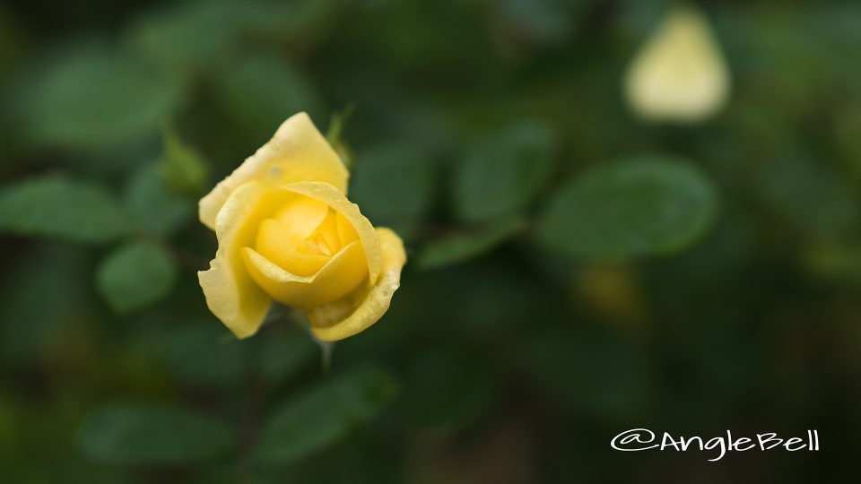 ベル ロマンティカ (バラ)