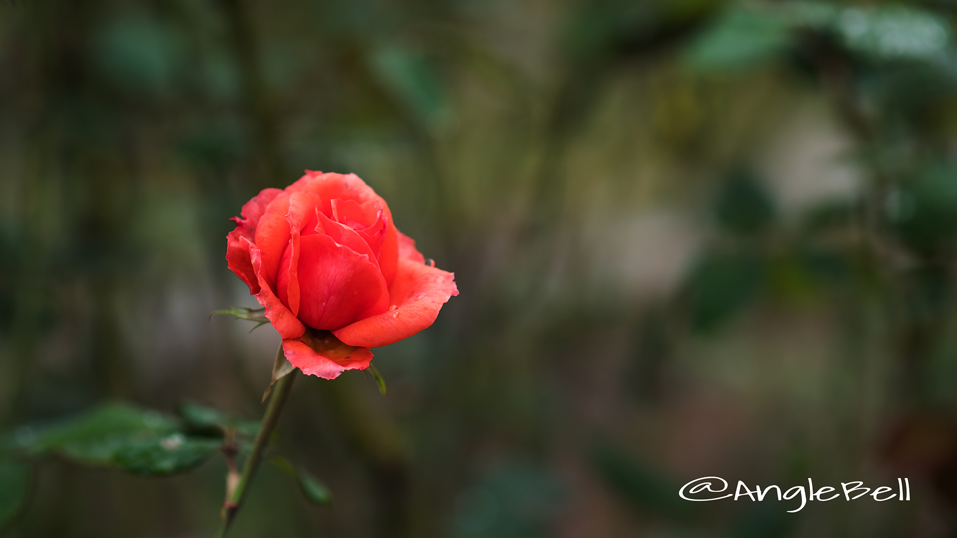 アラビアン ナイツ (バラ) Flower Photo3