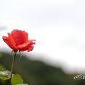 アラビアン ナイツ (バラ) Flower Photo1