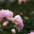 ワイフ オブ バス (バラ) Flower Photo1