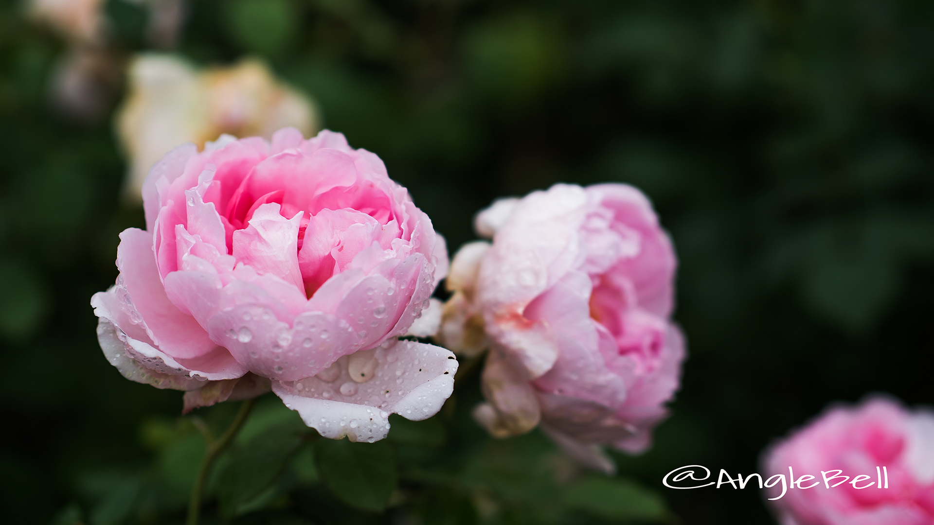 ワイフ オブ バス (バラ) Flower Photo2