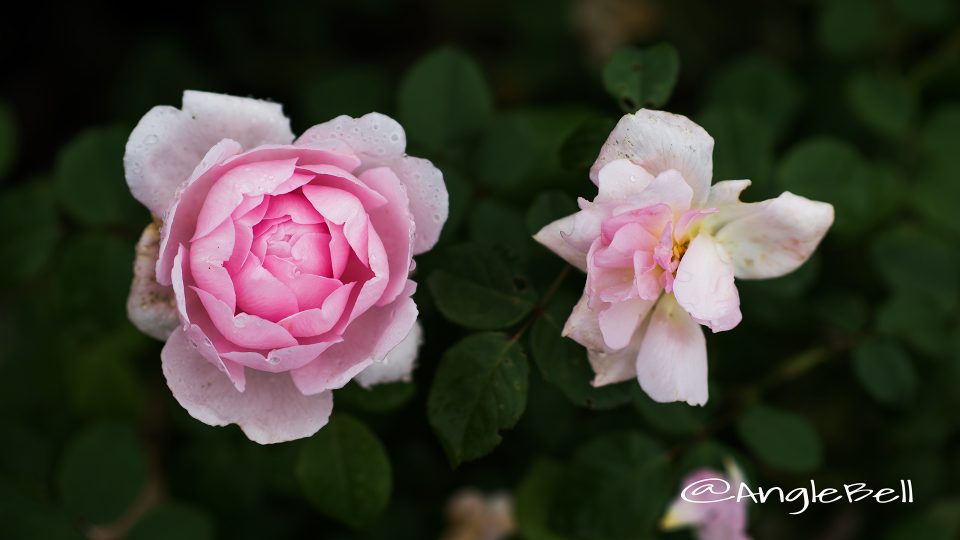 ワイフ オブ バス (バラ)