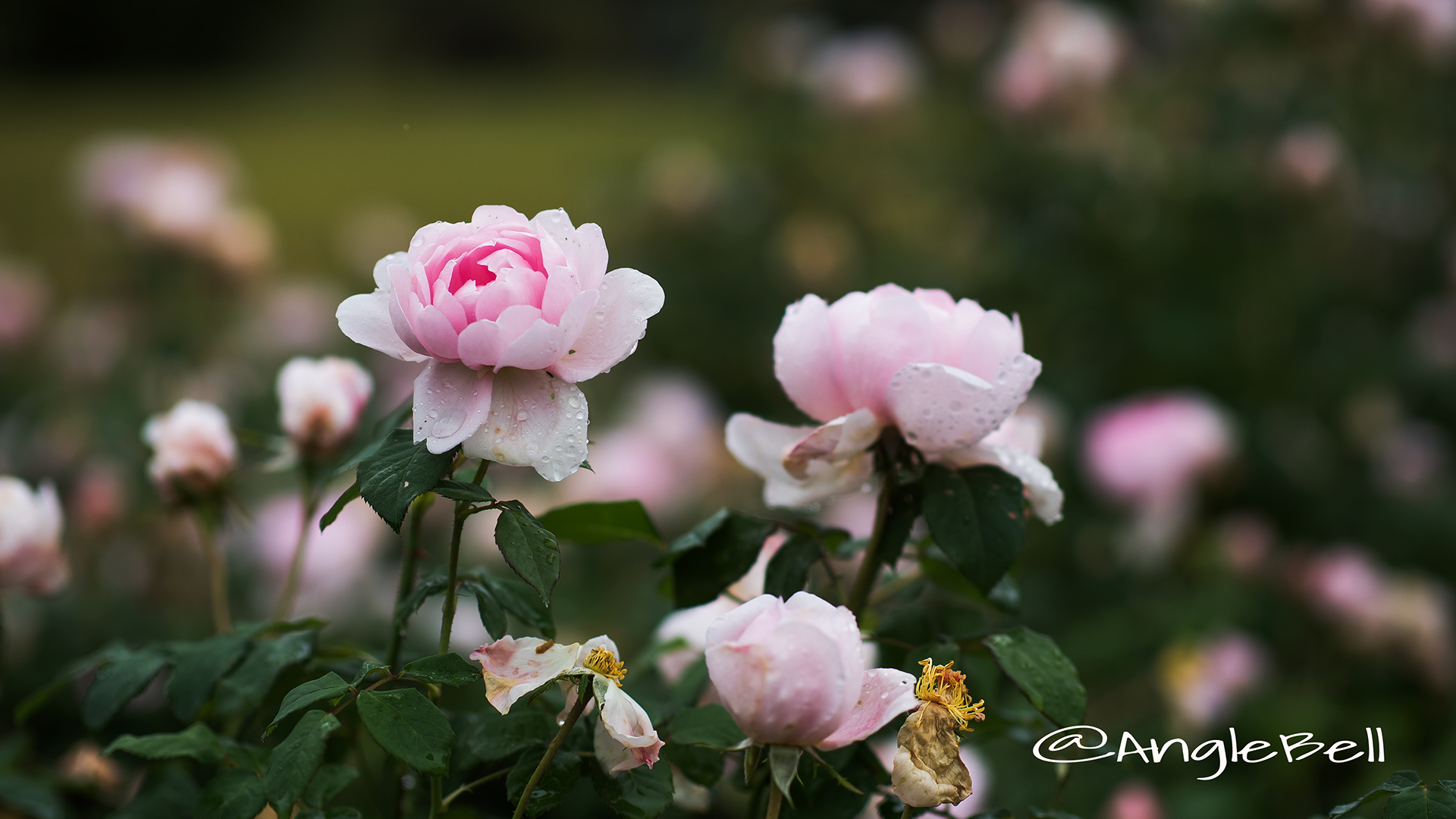 ワイフ オブ バス (バラ) Flower Photo4