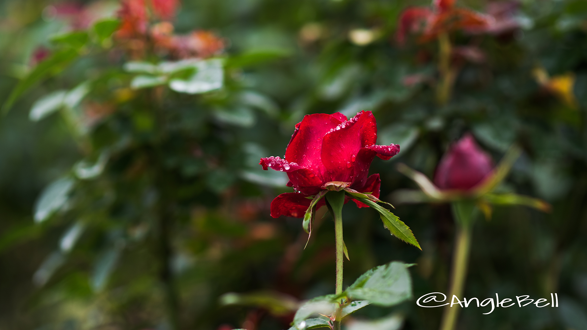 ニコロ パガニーニ (バラ) Flower Photo2