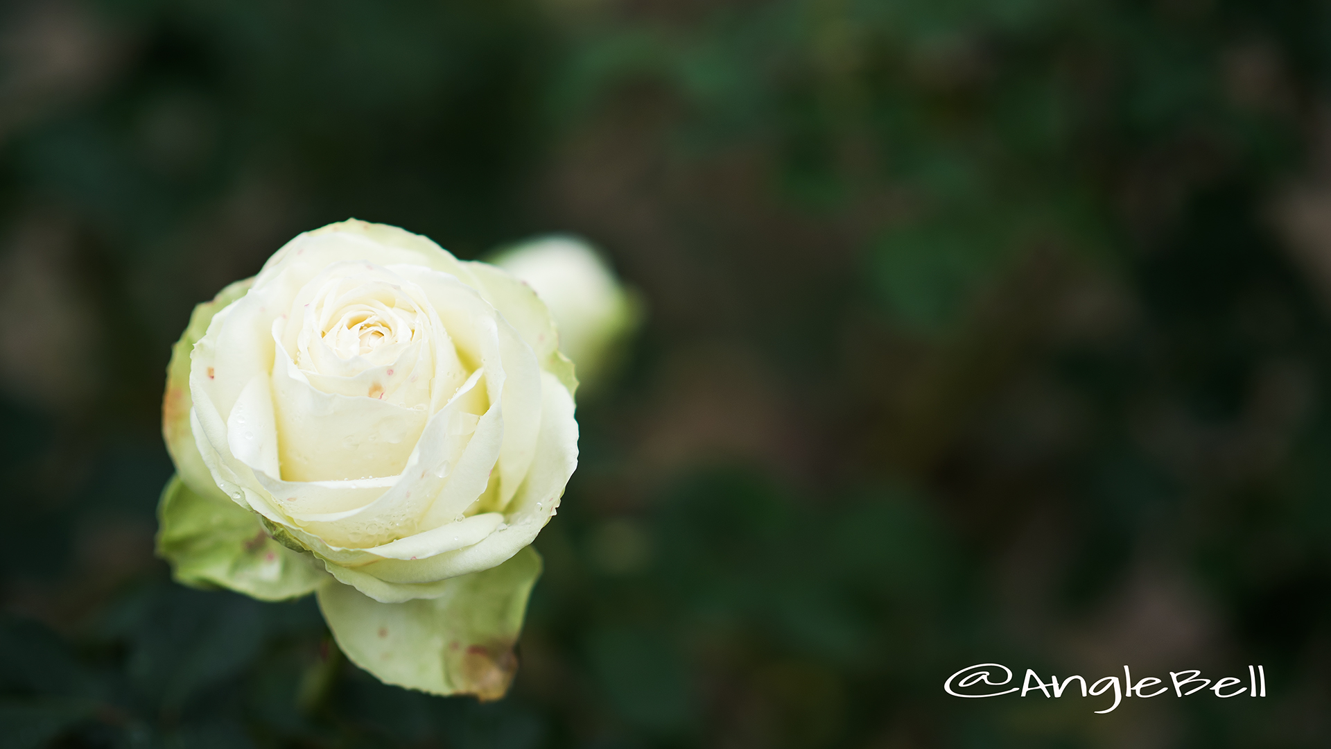 わかな バラ Anglebell Flowers