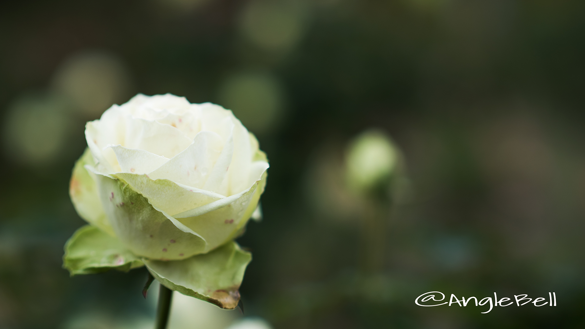 わかな (バラ) Flower Photo2