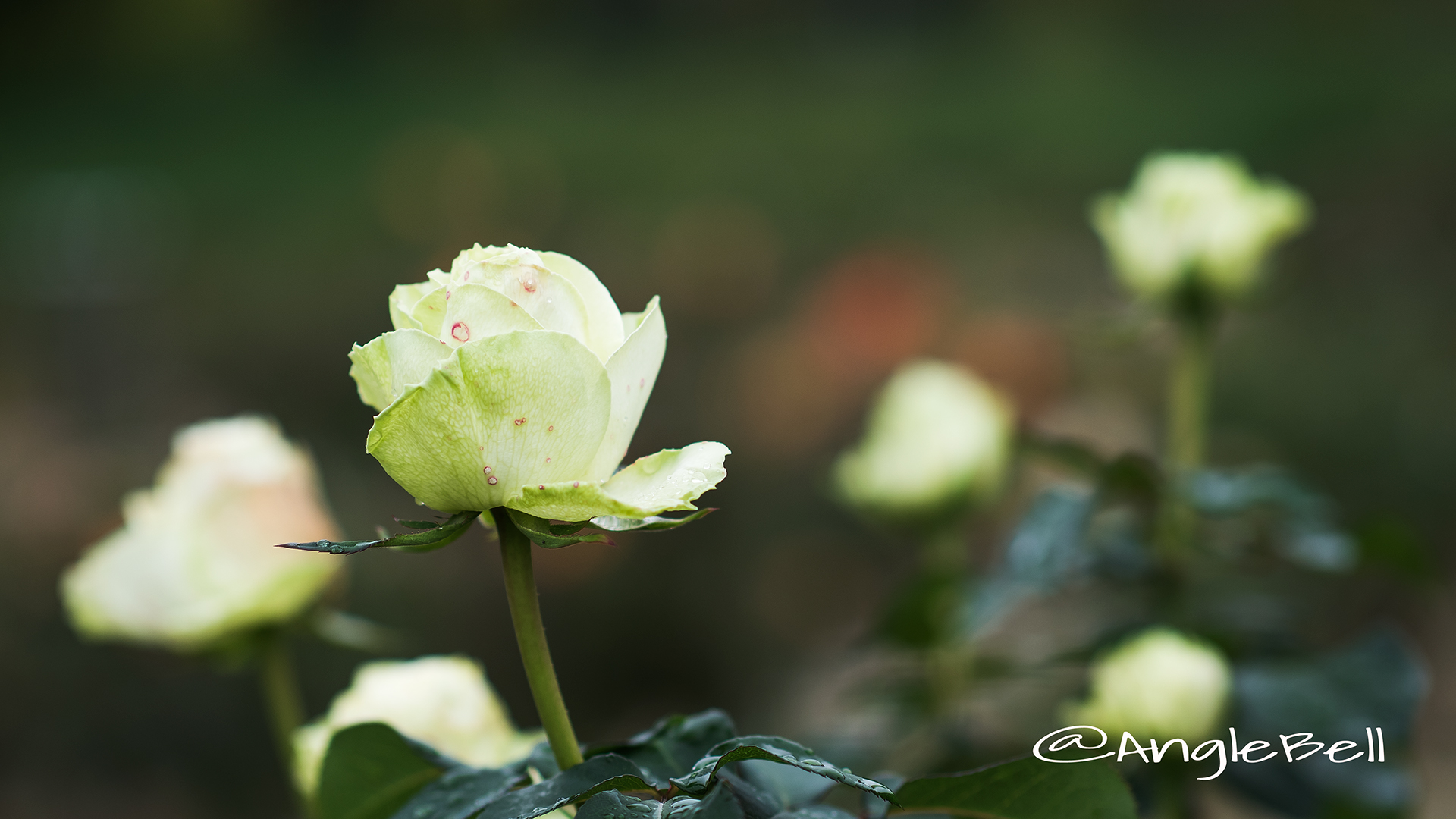 わかな バラ Anglebell Flowers