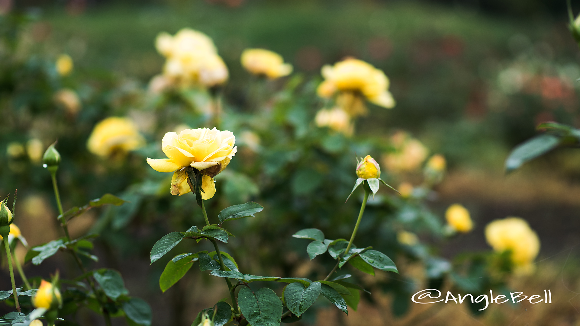 星光 Flower Photo2