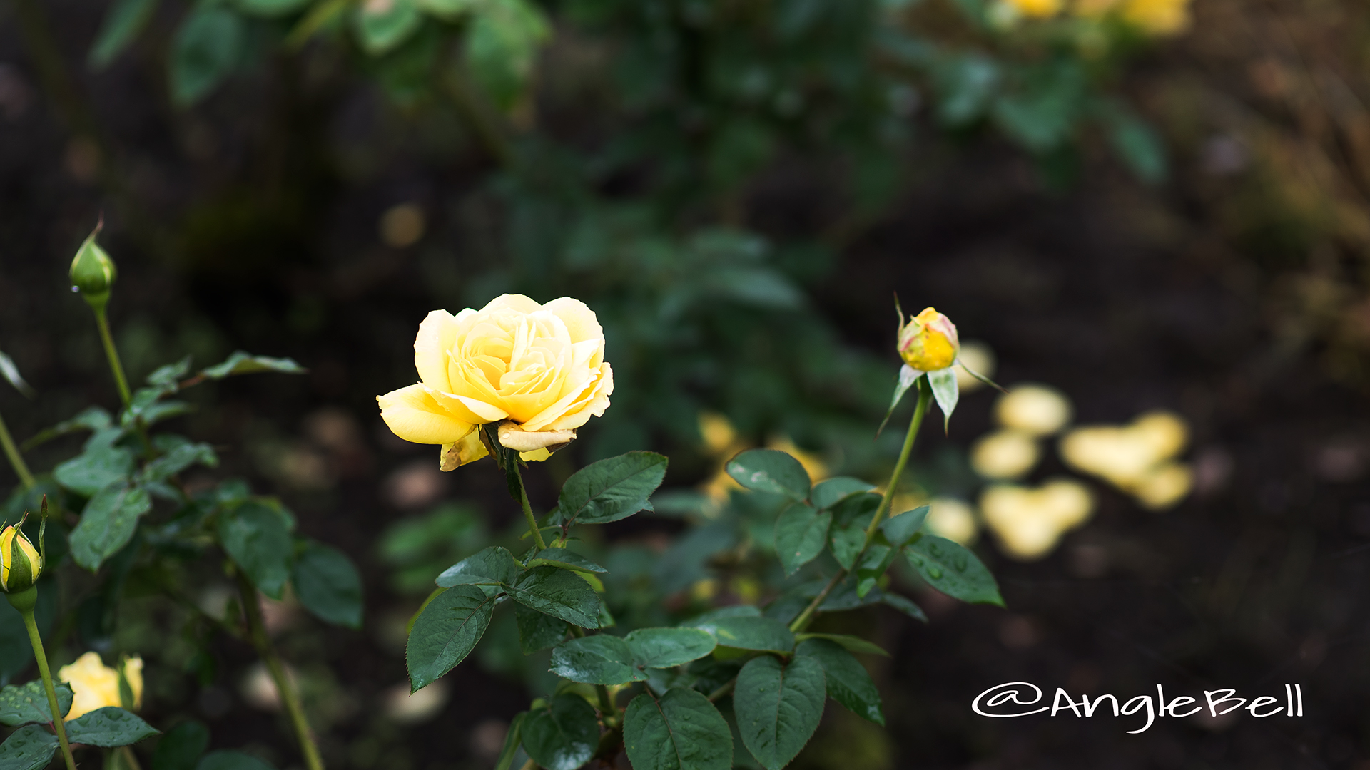 星光 Flower Photo3