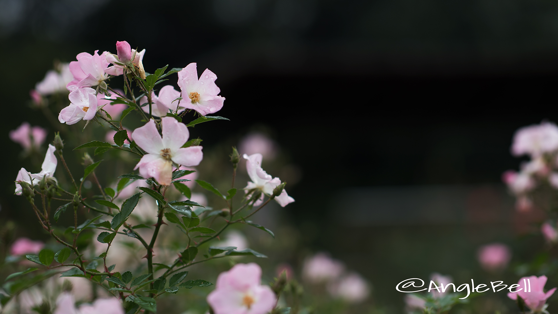 春の海 Flower Photo3