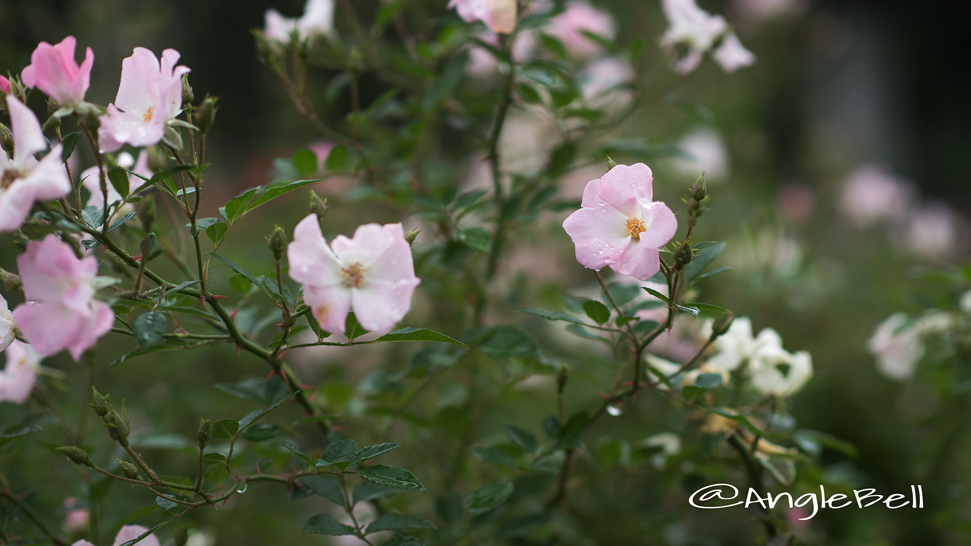 春の海 Flower Photo4