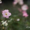 春の海 Flower Photo1