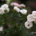 春の雪 (バラ) Flower Photo1