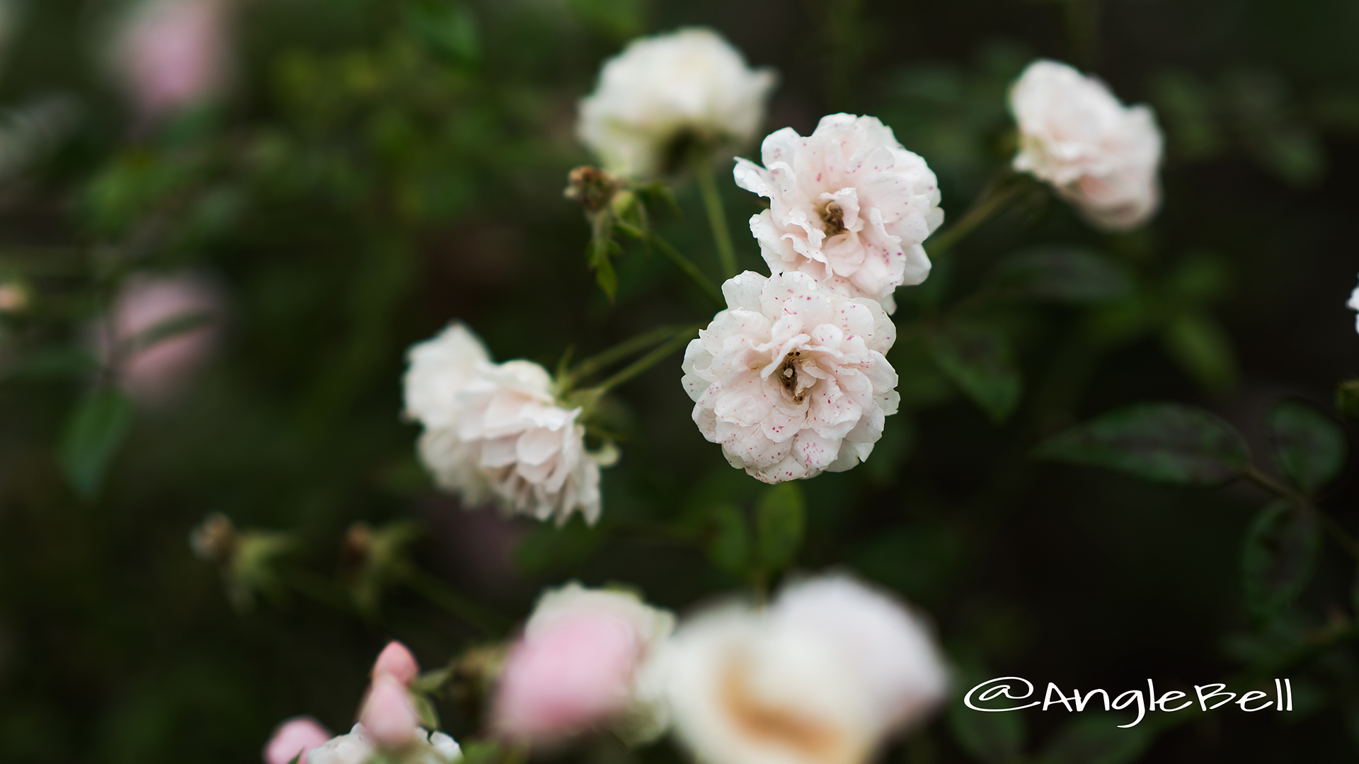 春の雪 (バラ) Flower Photo3