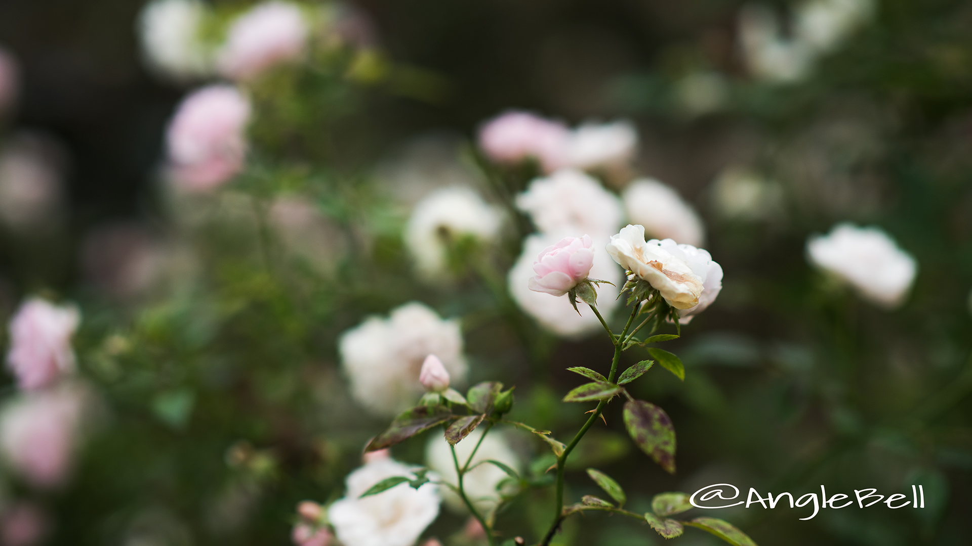 春の雪 (バラ) Flower Photo2