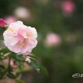 スプリング パル (バラ) Flower Photo1