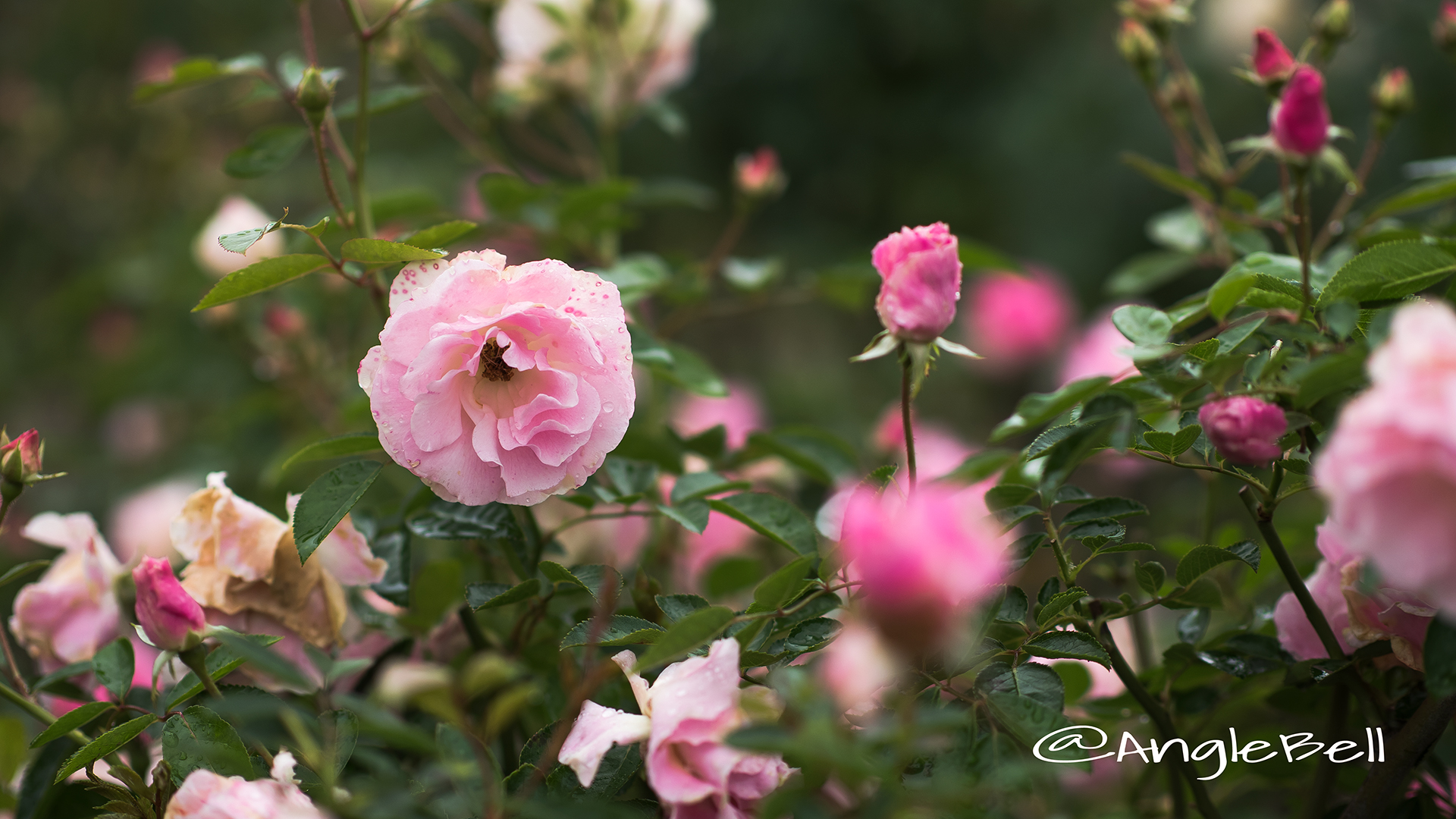 スプリング パル (バラ) Flower Photo2