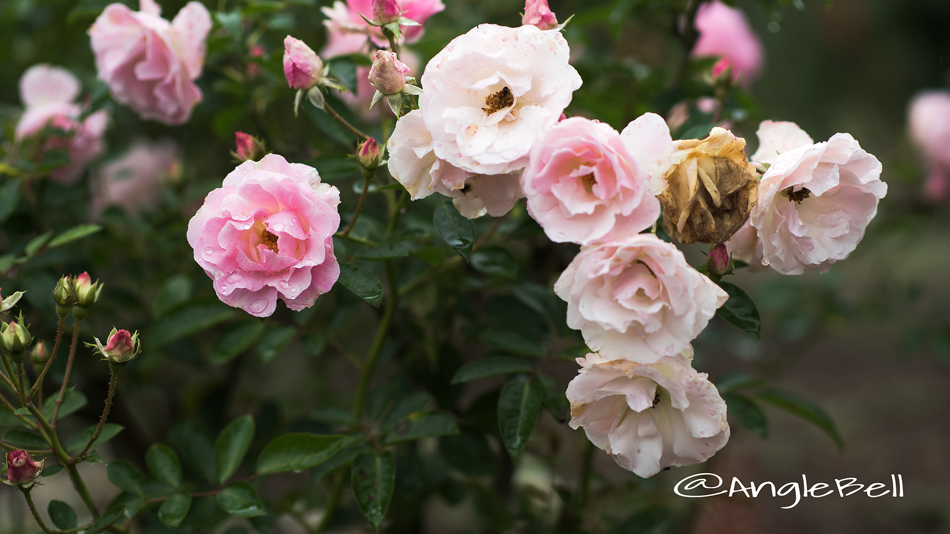 スプリング パル (バラ) Flower Photo3