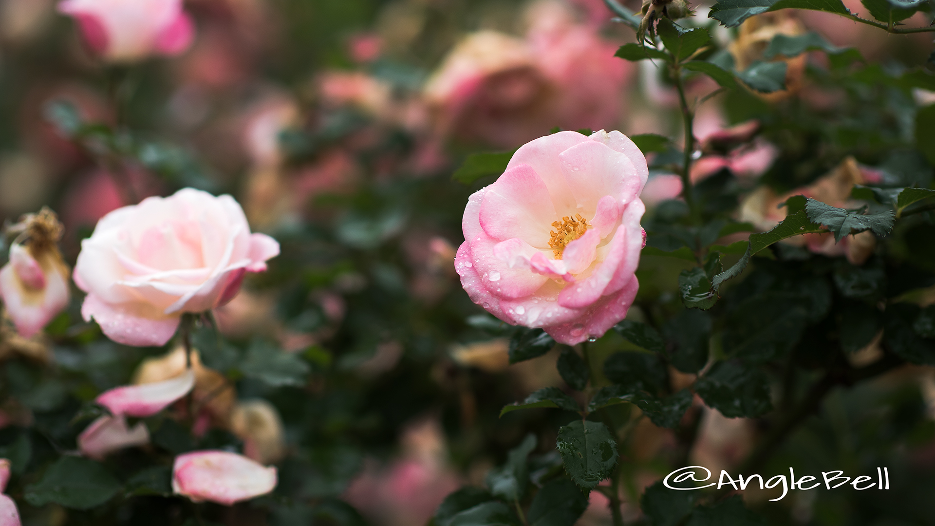 桜霞 (バラ) Flower Photo3