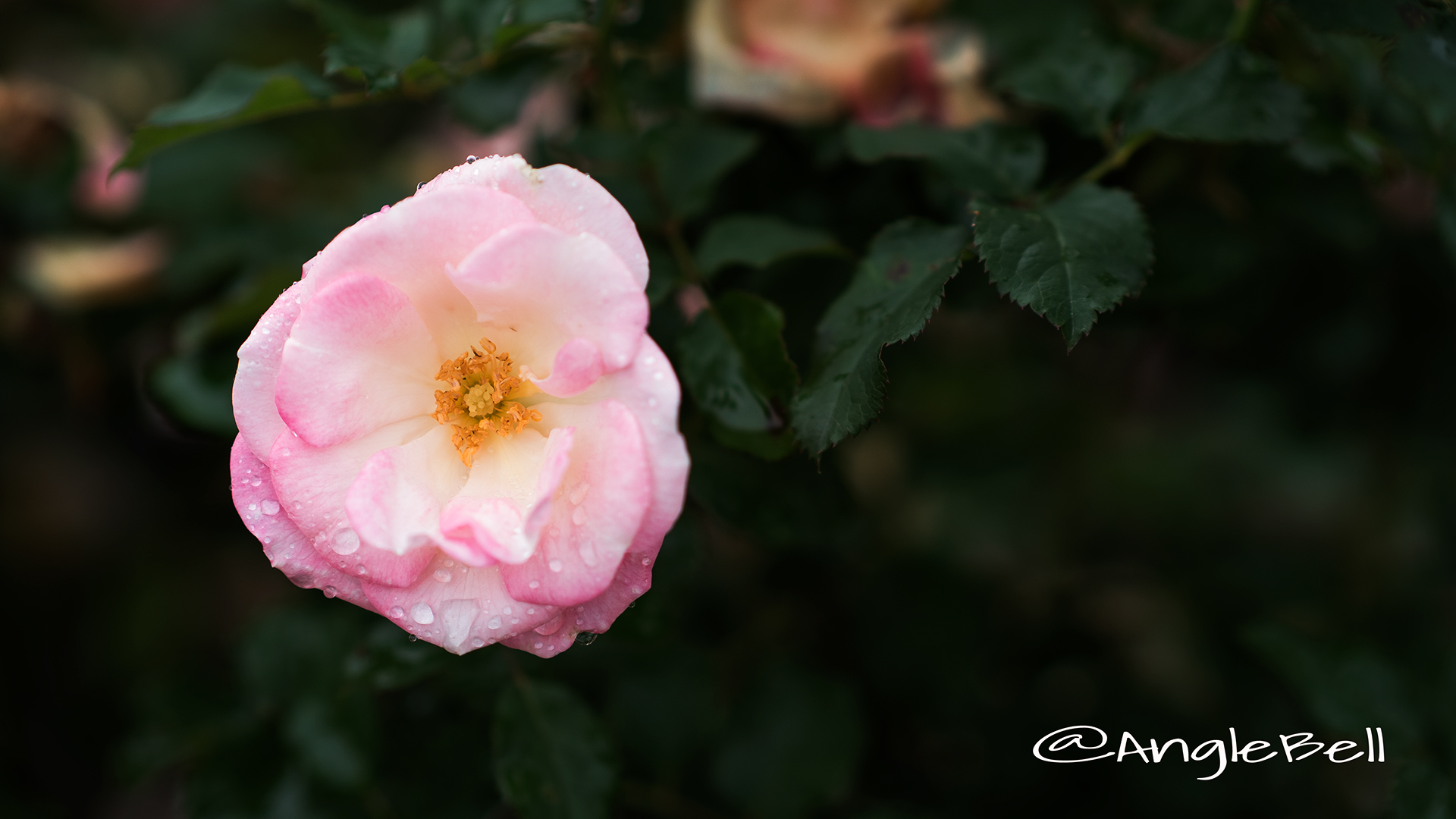 桜霞 (バラ) Flower Photo2