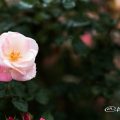 桜霞 (バラ) Flower Photo1